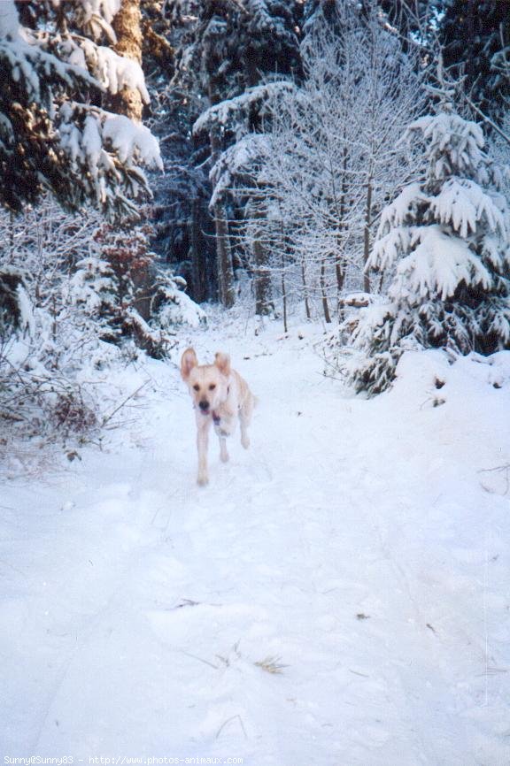 Photo de Golden retriever