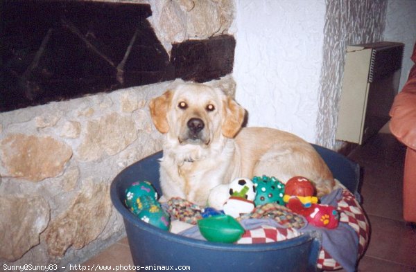 Photo de Golden retriever