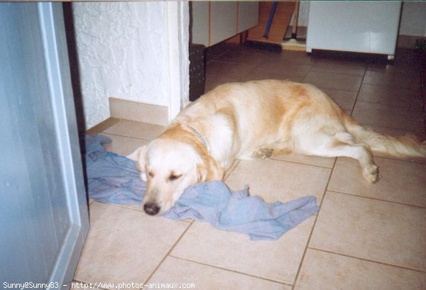 Photo de Golden retriever