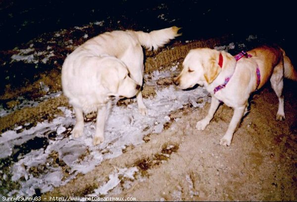 Photo de Golden retriever