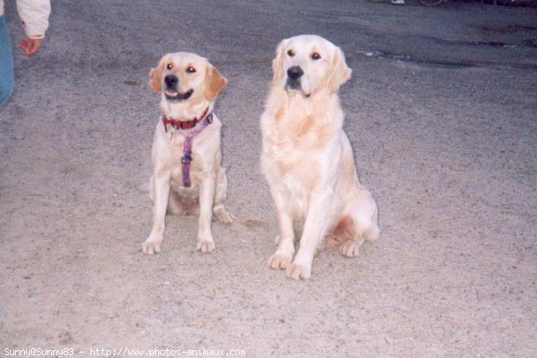 Photo de Golden retriever