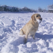 Photo de Labrador retriever