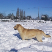 Photo de Labrador retriever