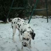 Photo de Dalmatien