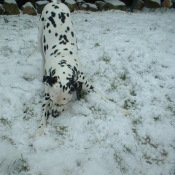 Photo de Dalmatien