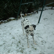 Photo de Dalmatien