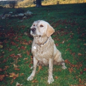 Photo de Golden retriever