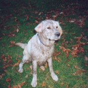 Photo de Golden retriever