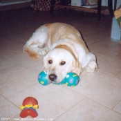 Photo de Golden retriever