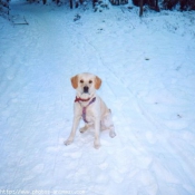 Photo de Golden retriever