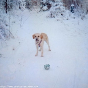 Photo de Golden retriever