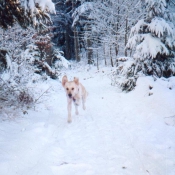 Photo de Golden retriever