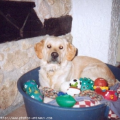 Photo de Golden retriever