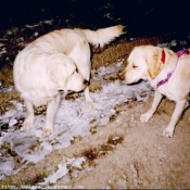 Photo de Golden retriever