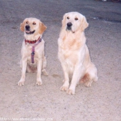 Photo de Golden retriever