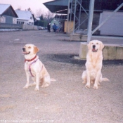 Photo de Golden retriever