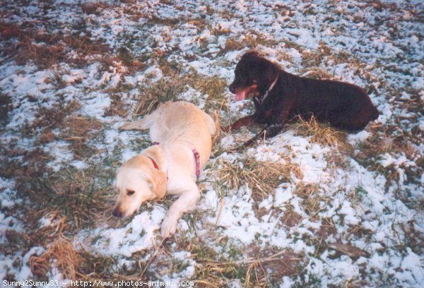 Photo de Golden retriever