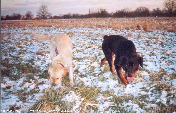 Photo de Golden retriever