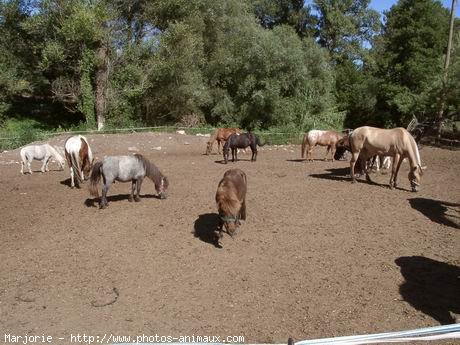 Photo de Races diffrentes