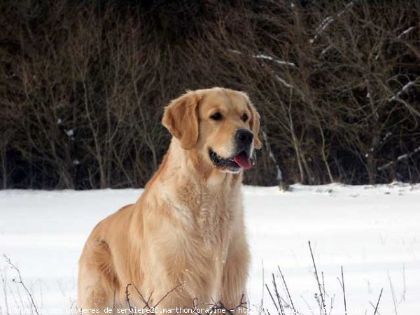 Photo de Golden retriever