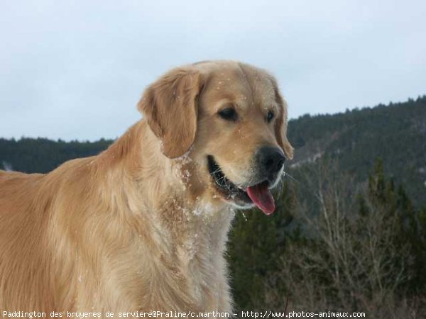 Photo de Golden retriever