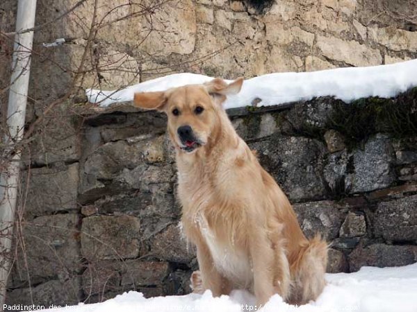 Photo de Golden retriever