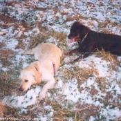 Photo de Golden retriever