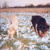 Photo de Golden retriever