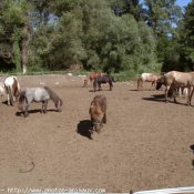 Photo de Races diffrentes