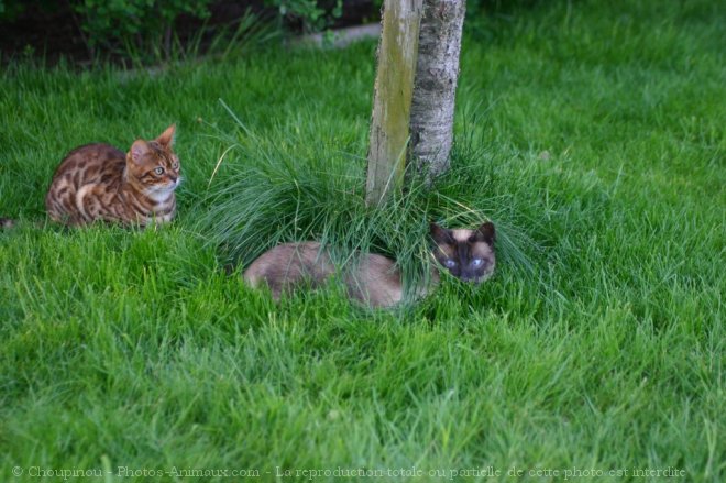 Photo de Bengal