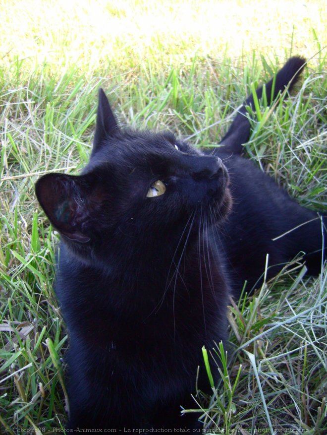 Photo de Chat domestique