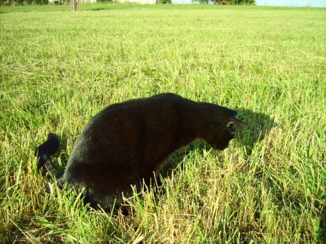 Photo de Chat domestique