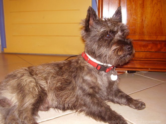 Photo de Cairn terrier