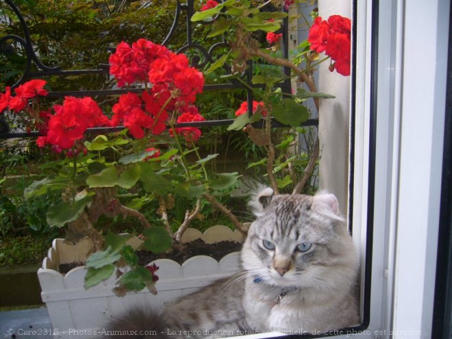 Photo d'American curl poil long