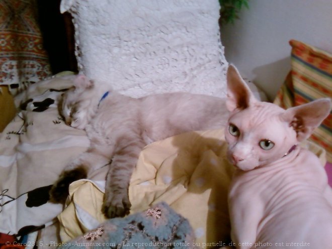 Photo de Sphynx