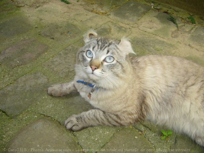 Photo d'American curl poil long