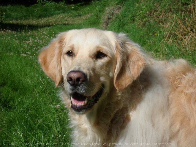 Photo de Golden retriever