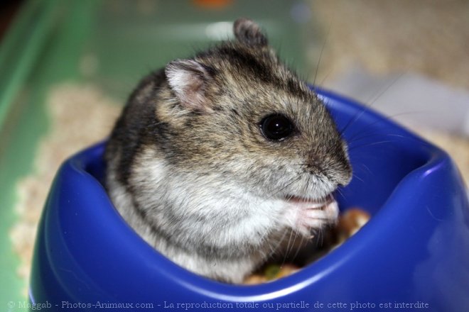 Photo de Hamster