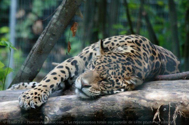 Photo de Jaguar