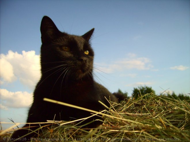 Photo de Chat domestique