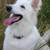 Photo de Berger blanc suisse