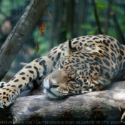 Photo de Jaguar