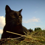 Photo de Chat domestique