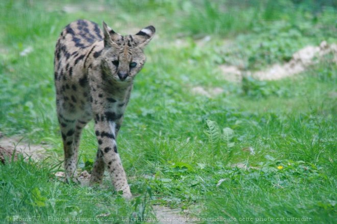 Photo de Serval