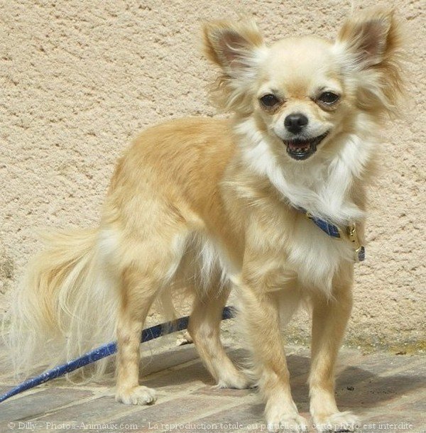 Photo de Chihuahua  poil long