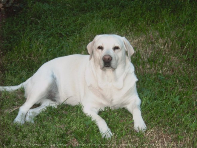 Photo de Landseer (type continental europen)