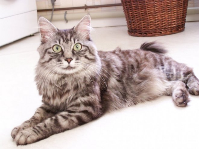 Photo de Kurilian bobtail poil long