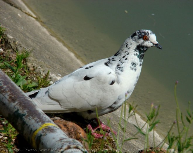 Photo de Pigeon