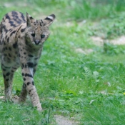 Photo de Serval