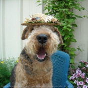 Photo d'Airedale terrier